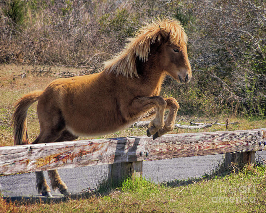 Jumping Assateague Wild Horse Photograph by Priscilla Burgers