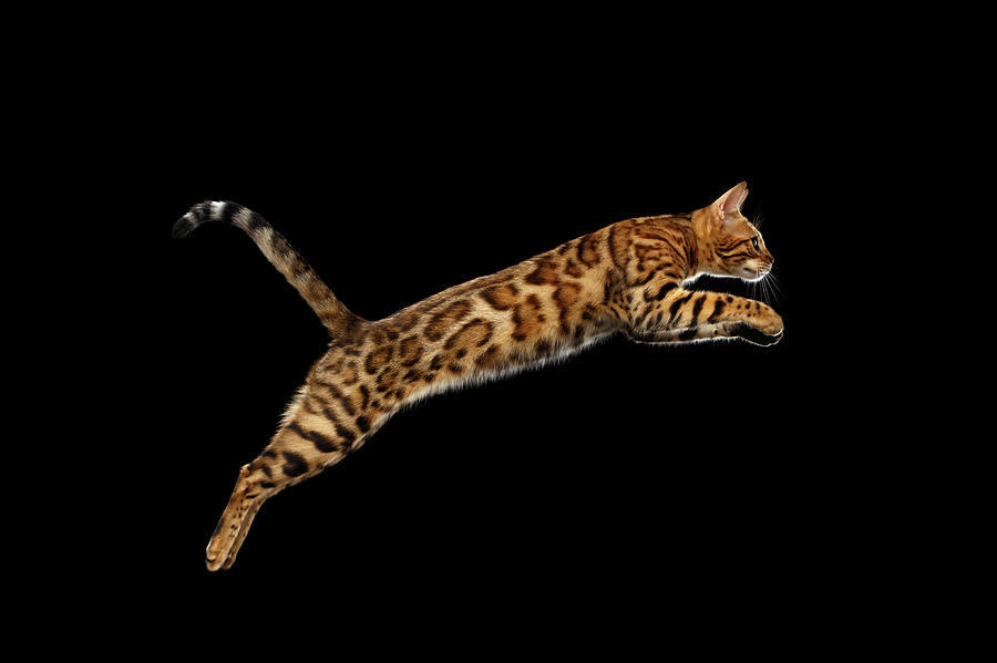 Up Movie Photograph - Jumping Bengal Cat Isolated on black background  by Sergey Taran