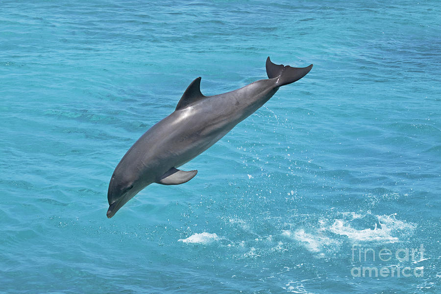 Wildlife Photograph - Jumping Bottlenose Dolphin by Dave Fleetham - Printscapes