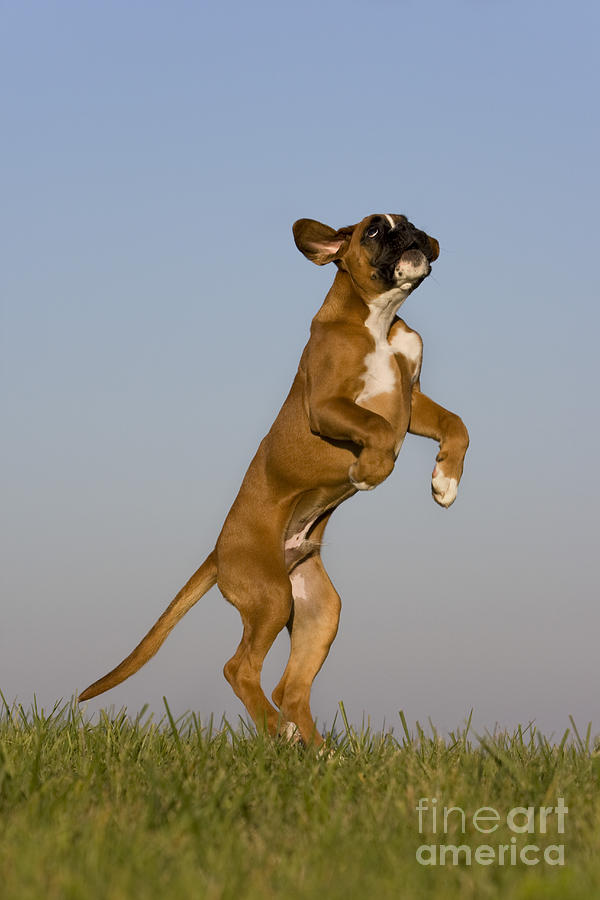 Dog Photograph - Jumping Boxer Puppy by Jean-Louis Klein & Marie-Luce Hubert