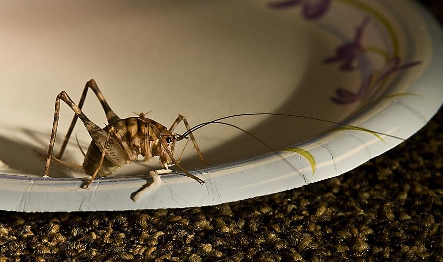 Jumping Bug Photograph by Murray Bloom Fine Art America