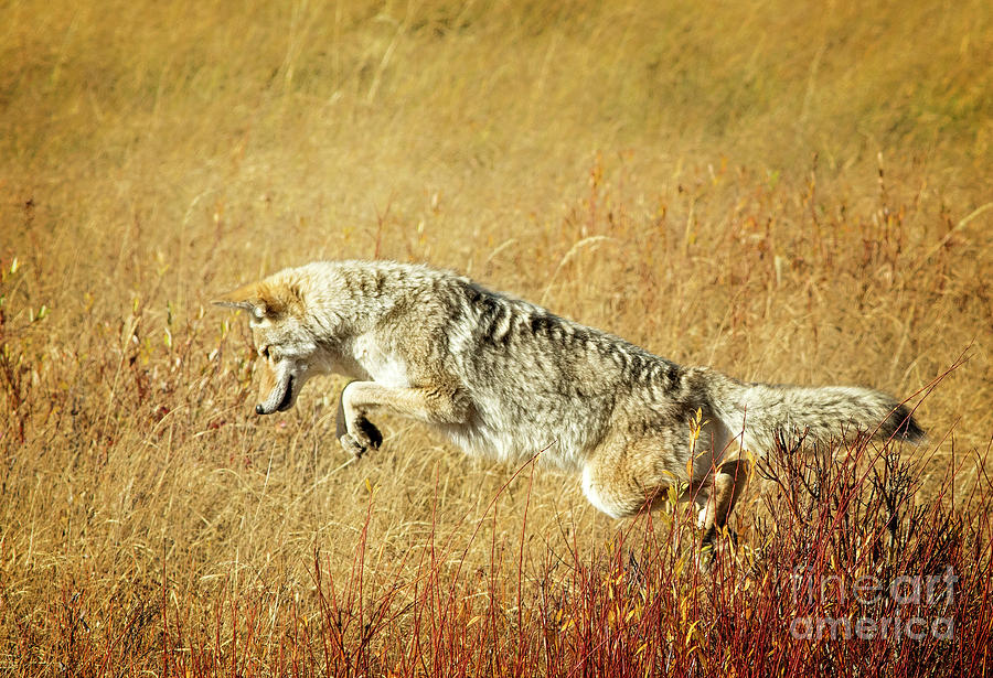 Jumping Coyote Photograph by Todd Bielby - Fine Art America