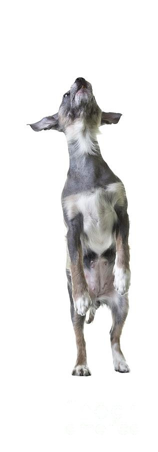 Dog Photograph - Jumping Dog Tee by Edward Fielding