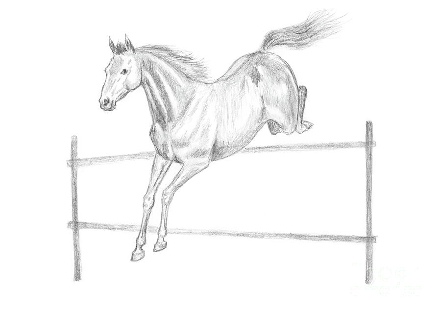 Horse Drawing - Jumping horse drawing by GoodMood Art