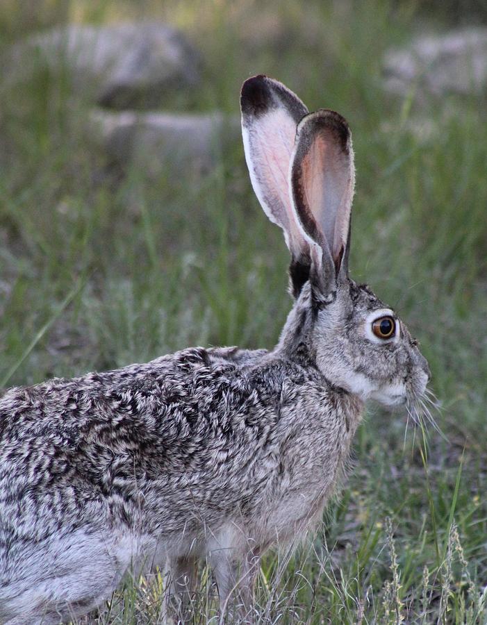 Jumping Jackrabbit Photograph by Beth Wiseman