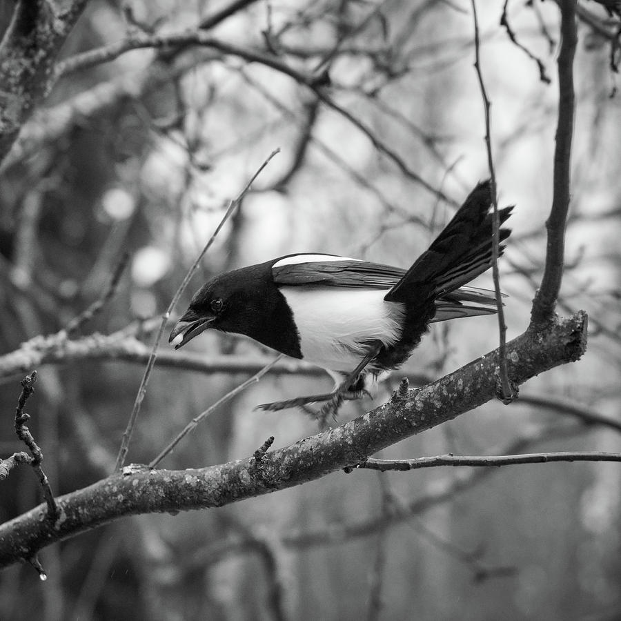 Jumping magpie bw Photograph by Jouko Lehto