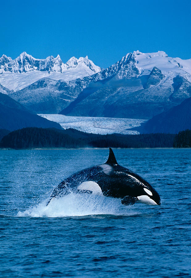 Jumping Orca Photograph by John Hyde - Printscapes