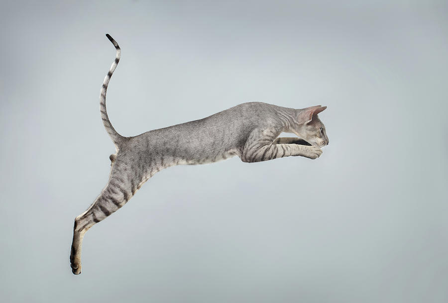 Cat Photograph - Jumping Peterbald Sphynx Cat on White by Sergey Taran