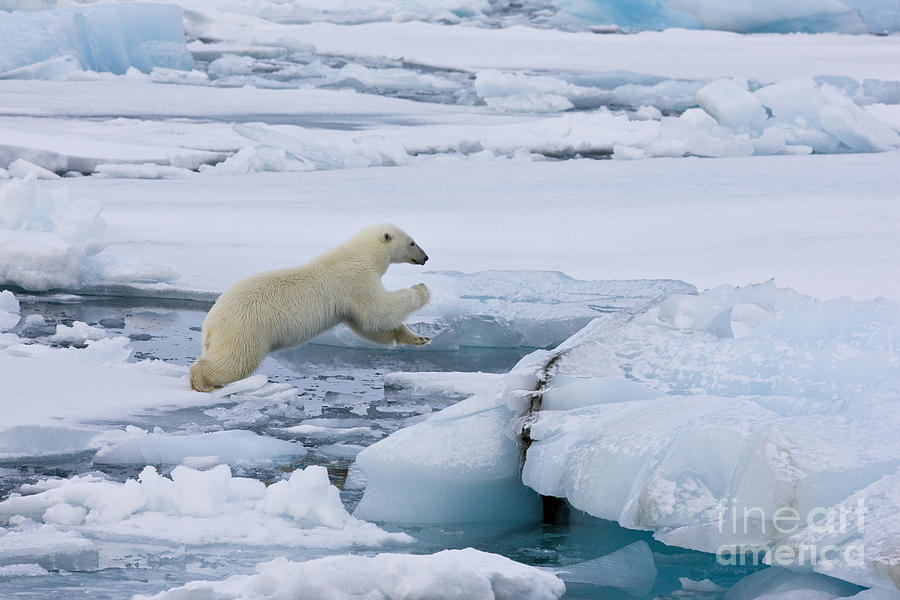 Jumping Polar Bear Photograph by Jean-Louis Klein & Marie-Luce Hubert
