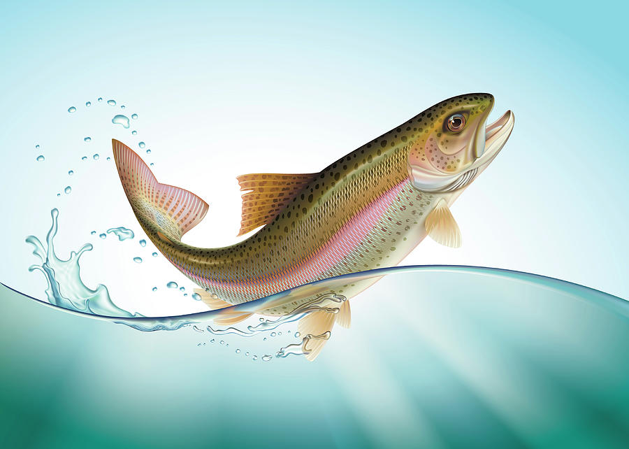 Jumping Rainbow trout Digital Art by Artem Efimov Fine Art America