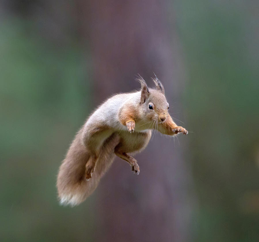 Jumping Red Squirrel Photograph by Pete Walkden