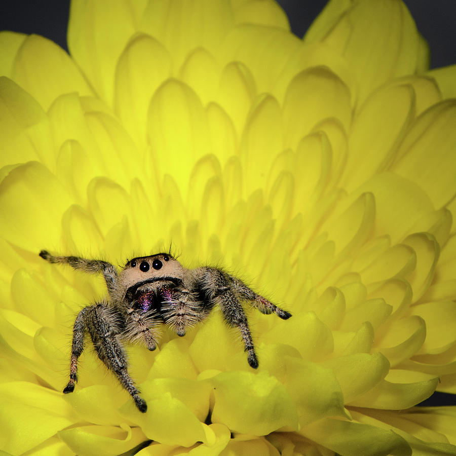 Arachnid Photograph - Jumping Spider by Emily Bristor Arachnid Photograph - Jumping Spider by Emily Bristor