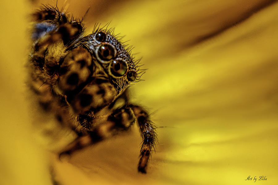 Jumping spider Photograph by Lilia S