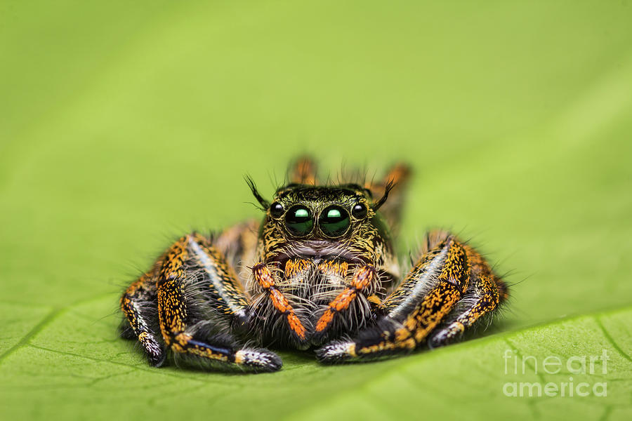 Jumping Spider on green leaf. Photograph by Tosporn Preede