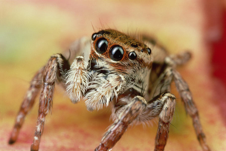 Jumping Spider Portrait Photograph by Mark W Moffett