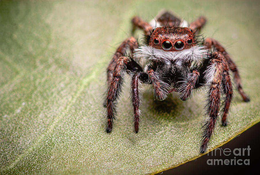 Jumping Spider Photograph by Tosporn Preede