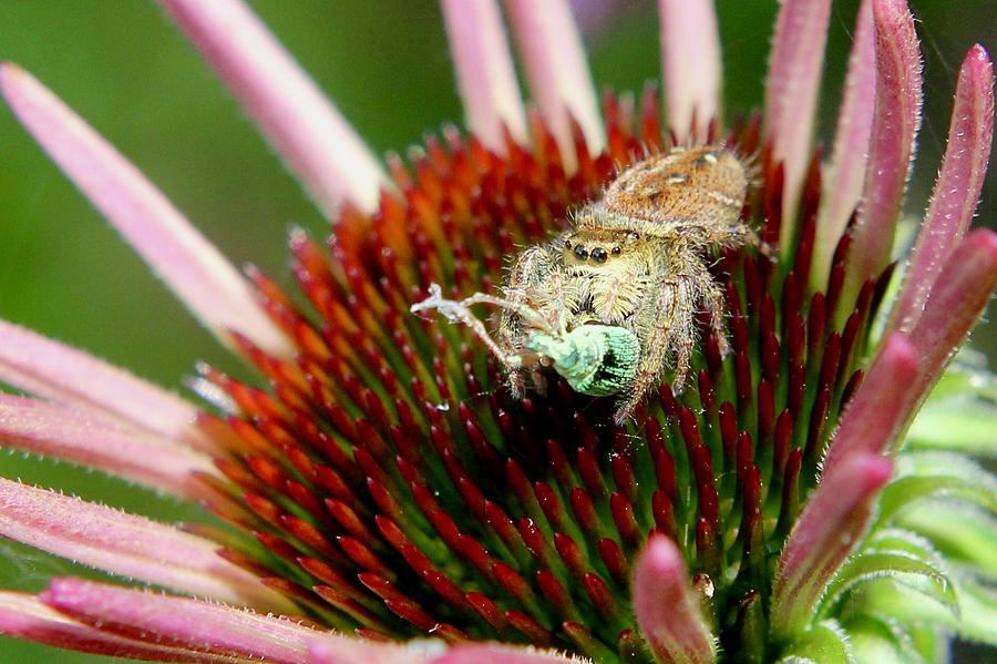 Jumping Spider with Green Weevil Snack Photograph by Sarah Lilja