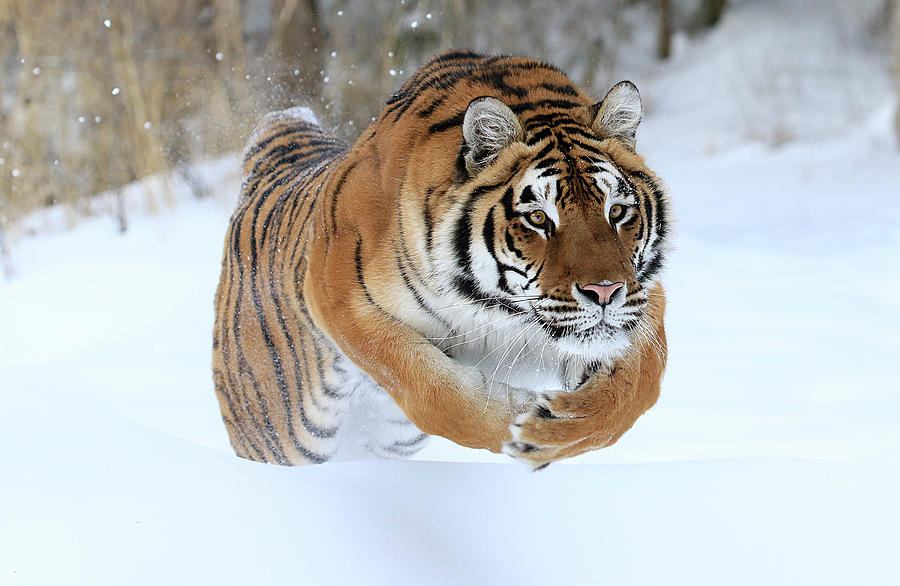 Jumping Tiger Photograph by Steve McKinzie