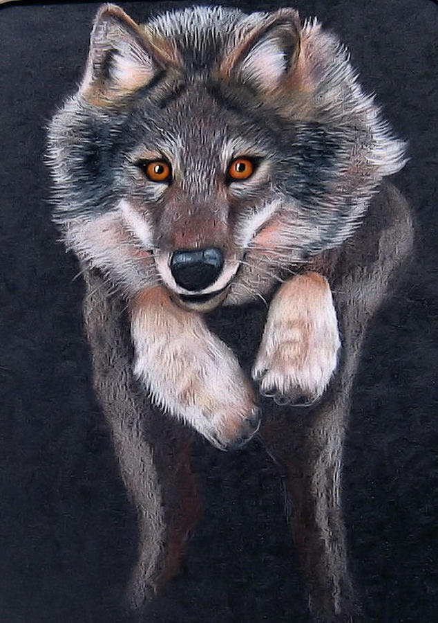 Jumping Wolf Drawing by Lorraine Foster | Fine Art America