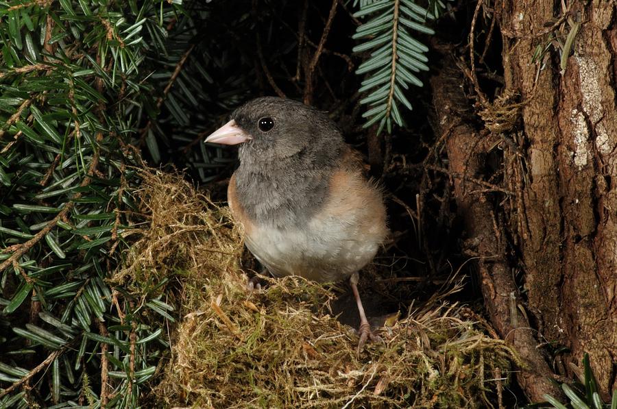 Junco at nest Photograph by Damon Calderwood - Pixels