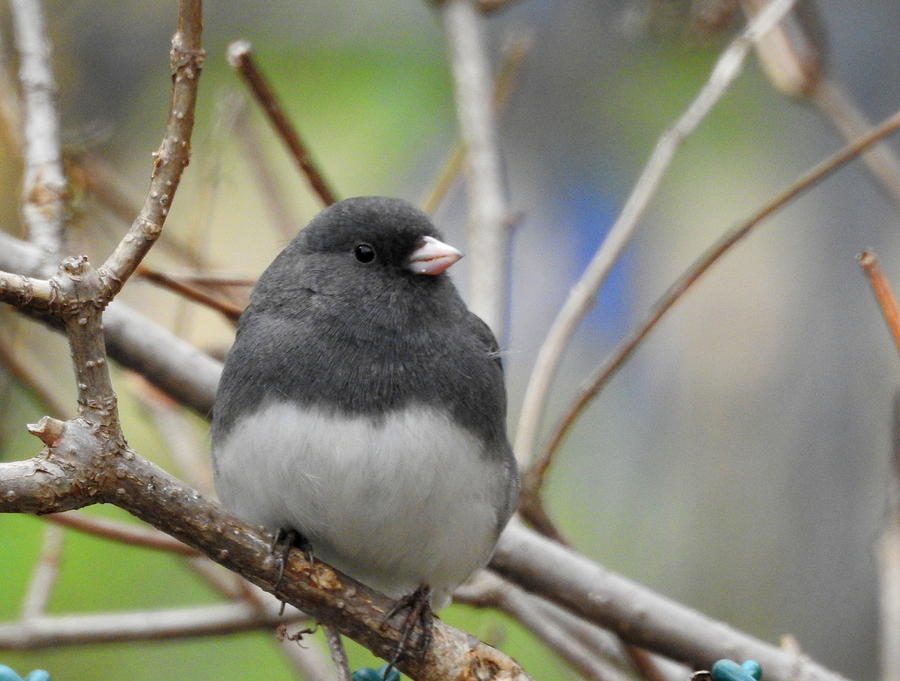 Junco Photograph by Betty-Anne McDonald
