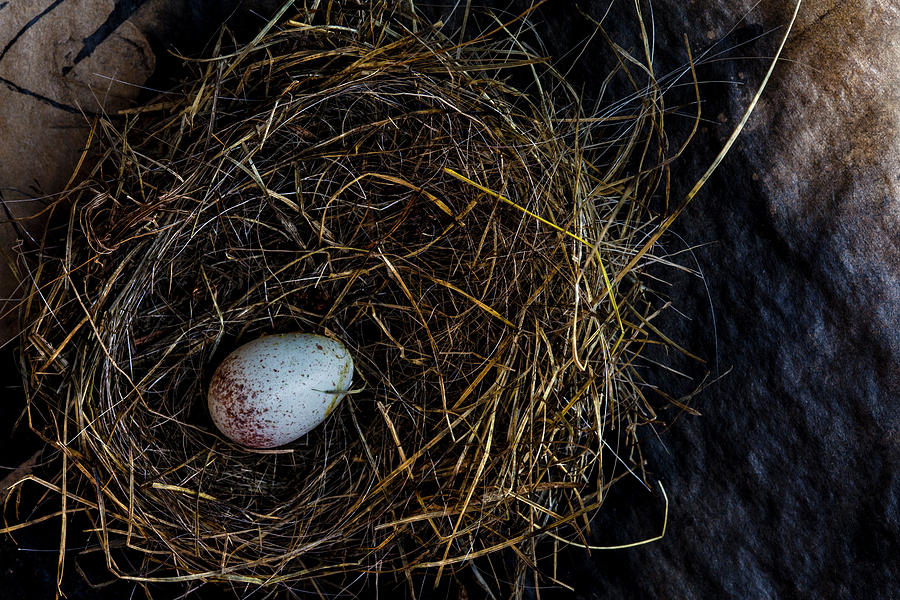 Sparrow Photograph - Junco Bird Nest and Egg by Carol Leigh