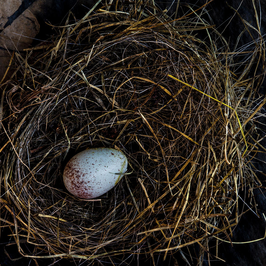 Junco Bird Nest and Egg Square Version Photograph by Carol Leigh