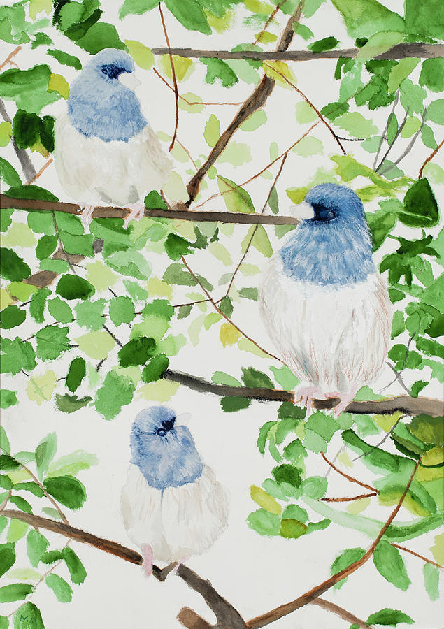 Bird Painting - Junco birds  by Marcella Morse