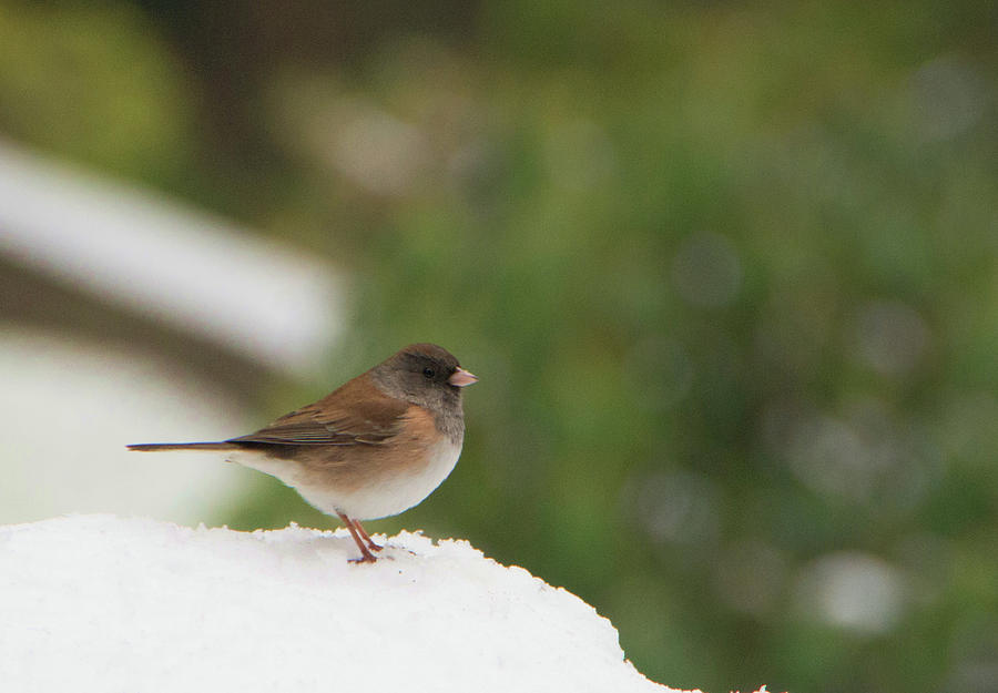 Junco in the Snow Photograph by Marilyn Wilson