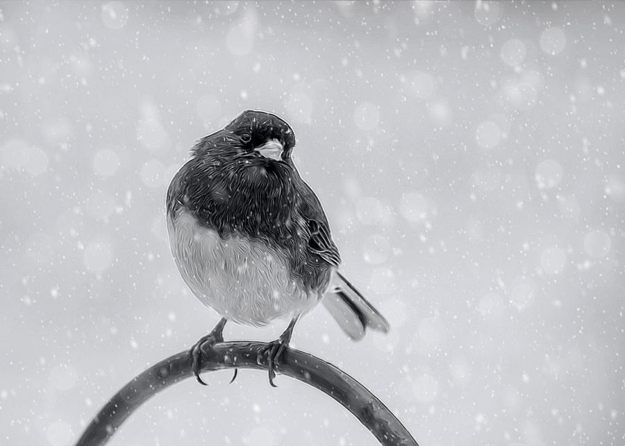 Junco In Winter Photograph by Cathy Kovarik