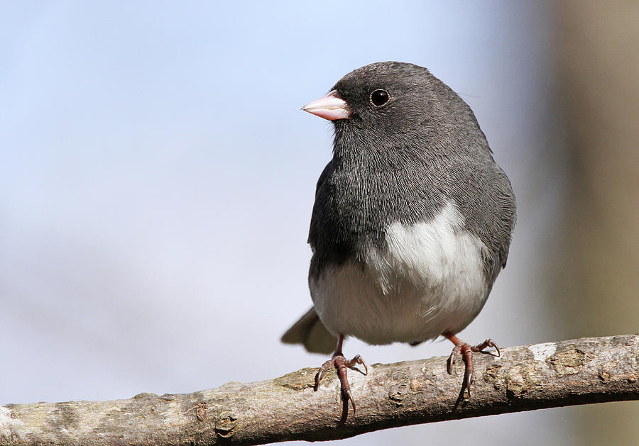 Junco Photograph by Jayne Gulbrand | Fine Art America