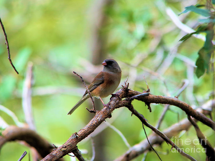 Junco on a branch Photograph by Jeff Swan