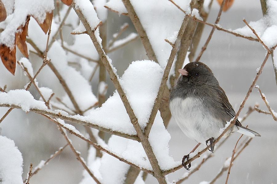 Junco on Snowy Branches Photograph by Tana Reiff