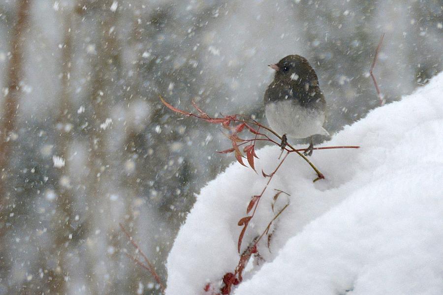 Junco Red Leaves and Snow Photograph by Tana Reiff