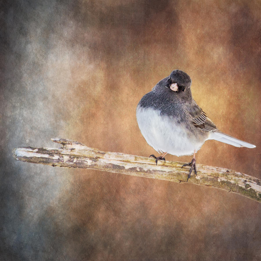 Junco Watching Me  Photograph by Bill and Linda Tiepelman
