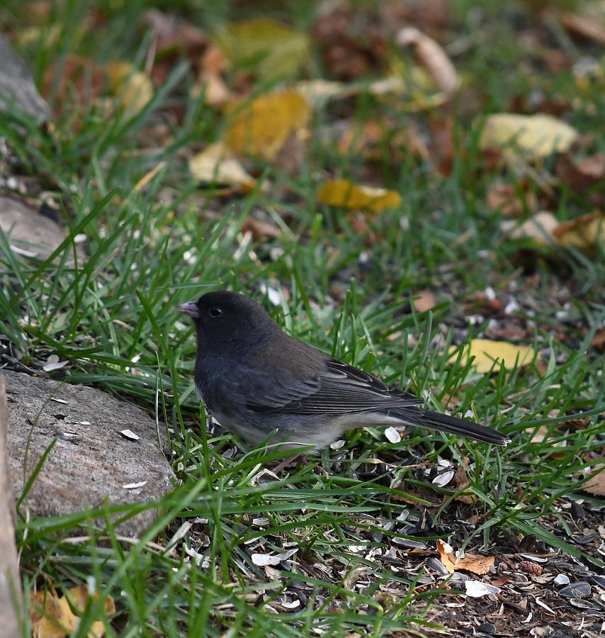 Juncos Are Back Photograph by Hella Buchheim