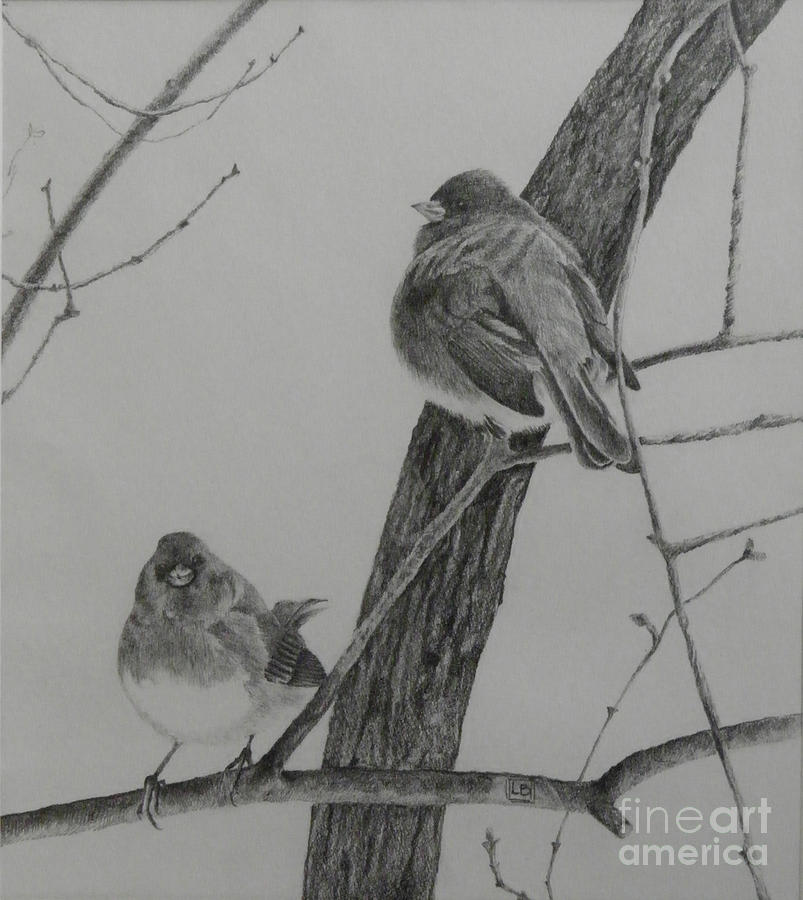 Bird Drawing - Juncos in the Lilac Bush by Lori Bate