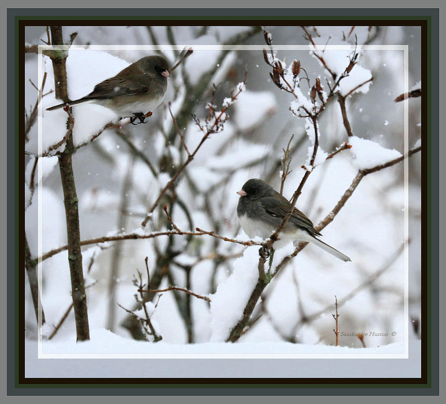 Juncos on April Fools Day, Framed Photograph by Sandra Huston