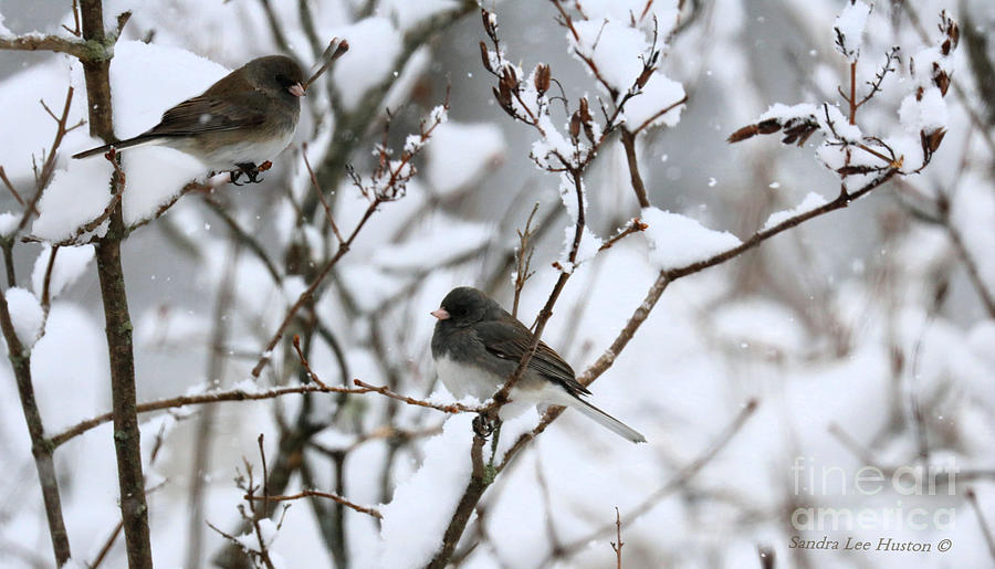 Juncos In The Snow Photograph by Sandra Huston