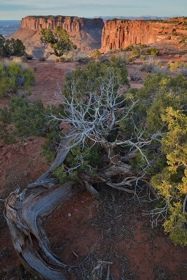 Junction Butte and Junipers of Canyonlands NP Photograph by Ray Mathis