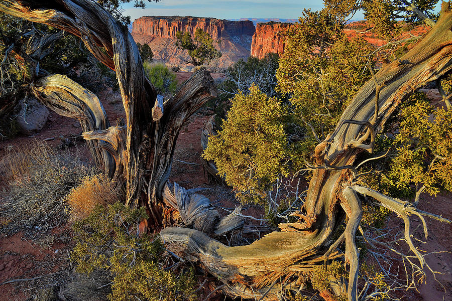 Junction Butte through Juniper Tree at Grand View Point - Canyonlands NP Photograph by Ray Mathis