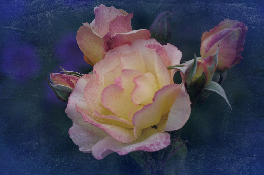 June 2015 Vintage Roses Photograph by Richard Cummings
