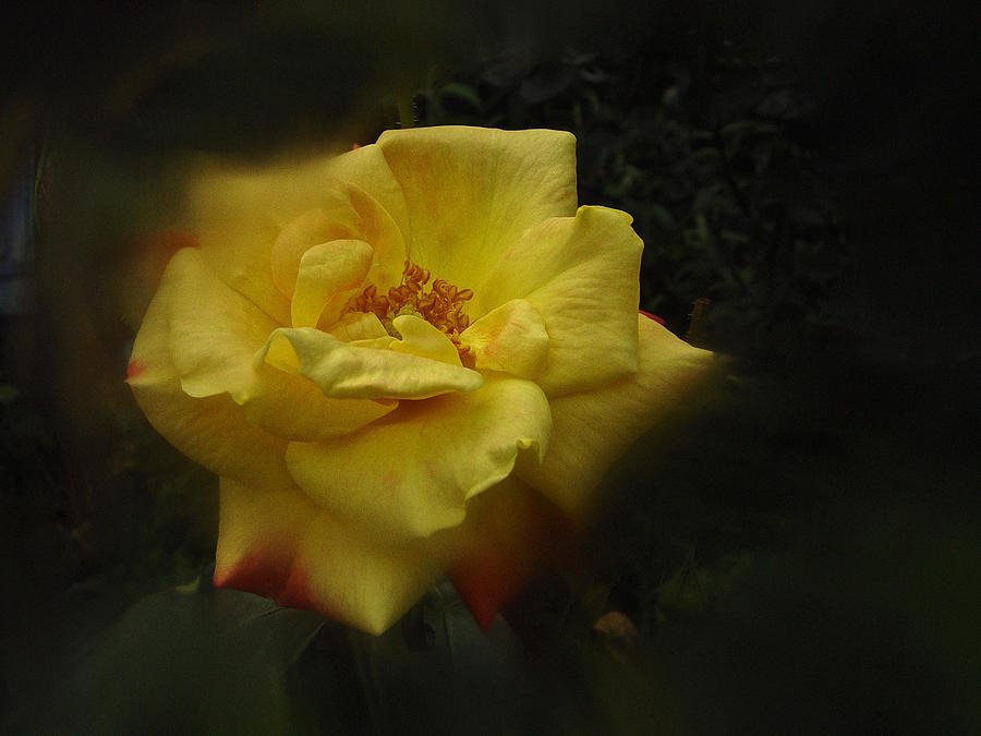 June 2016 Rose No. 1 Photograph by Richard Cummings