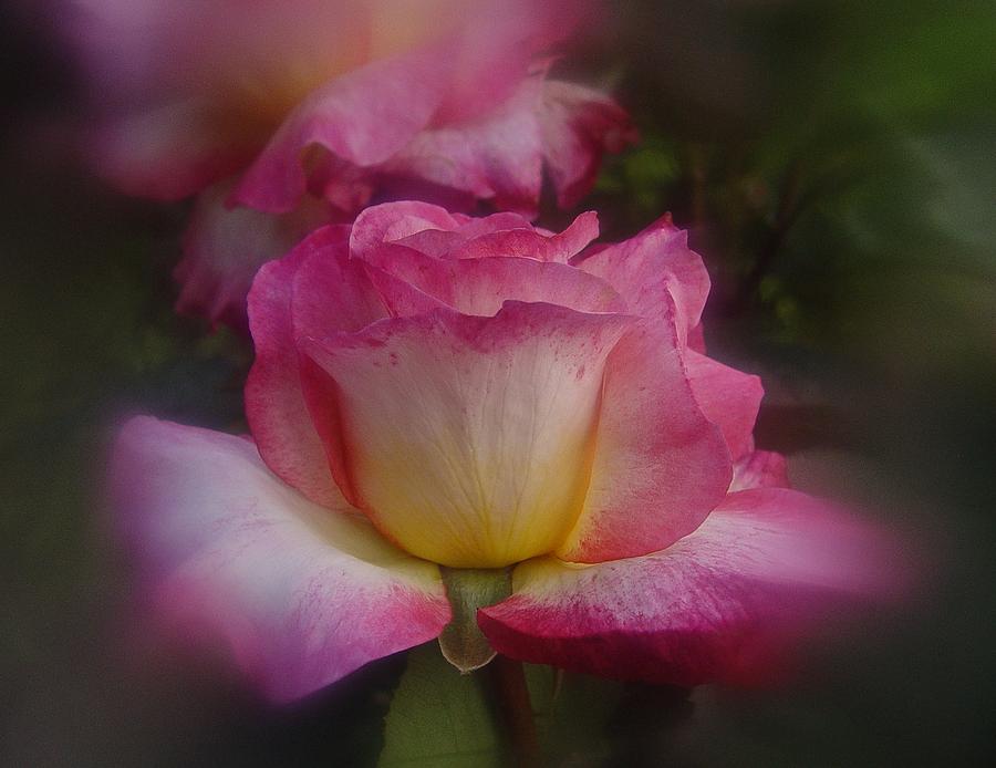 June 2016 Rose No. 2 Photograph by Richard Cummings