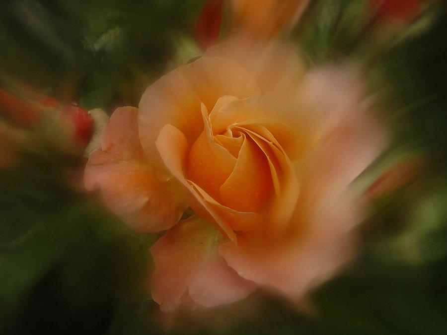 June 2016 Rose No. 4 Photograph by Richard Cummings