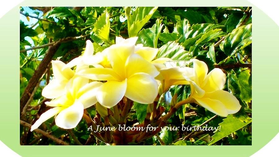 June bloom-Plumeria Photograph by Sharon Bock