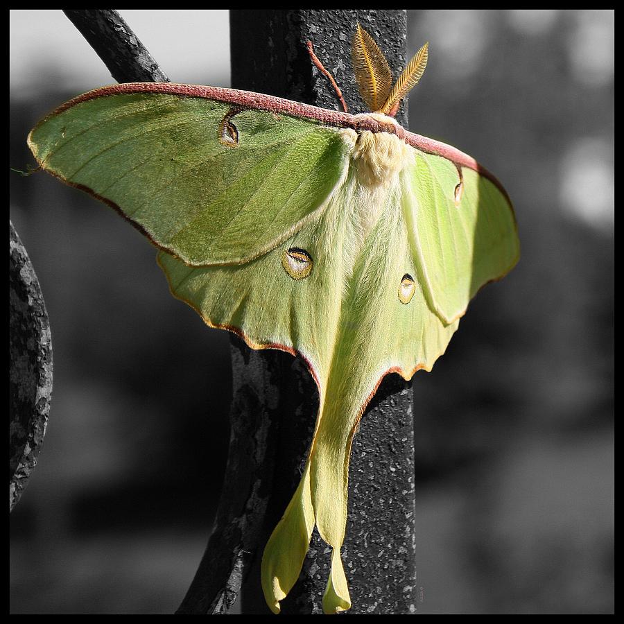 Butterfly Photograph - June Daze by Linda Galok