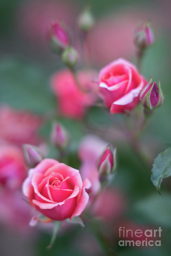 June In The Rose Garden Photograph