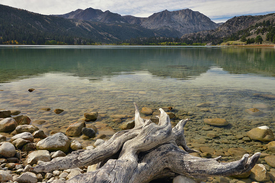 Fall Photograph - June Lake Drift Wood by Dean Hueber