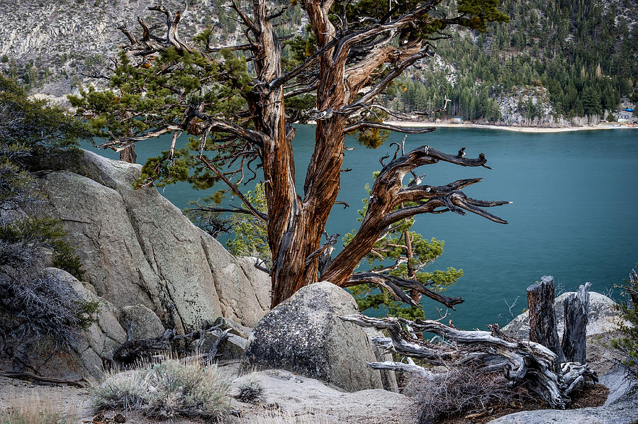 Tree Photograph - June Lake Juniper by Cat Connor